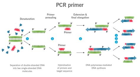 pcr primer design software.